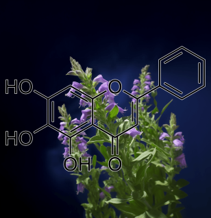 Baicalein) Scutellaria baicalensis – A detailed image of Baicalein from Scutellaria baicalensis (Chinese Skullcap), a potent antioxidant in Interstellar Blends.