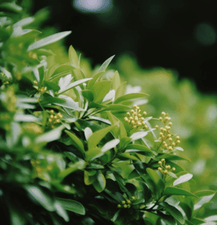 Buxus wallichiana (Himalayan Boxwood) plant illustration, a traditional medicinal shrub featured in Interstellar Blends' herbal formulas, known for its anti-inflammatory, antimalarial, and fever-reducing properties