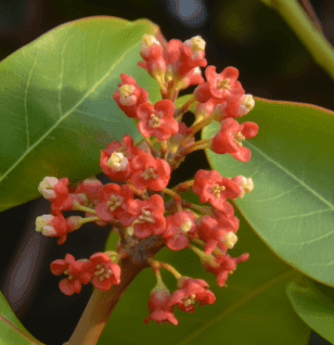 Byrsonima crassifolia - Interstellar Blends