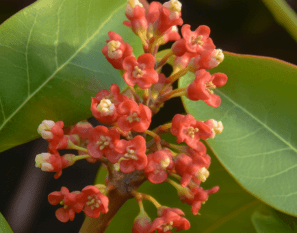 Byrsonima crassifolia - Interstellar Blends