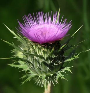 Carduus crispus – Herbal remedy in Interstellar Blends, supporting cardiovascular health and liver detoxification.