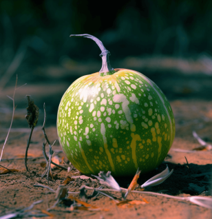 Citrullus colocynthis – Digestive tonic in Interstellar Blends, promoting gut balance and detoxification.