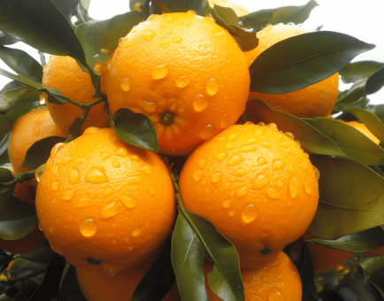 Citrus reticulata – Antioxidant citrus in Interstellar Blends, improving digestion and reducing stress.
