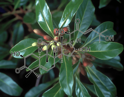 CUCURBITACIN D plant source - Interstellar Blends