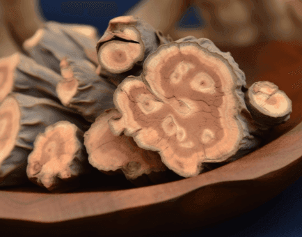 Caulis polygoni multiflori - Interstellar Blends