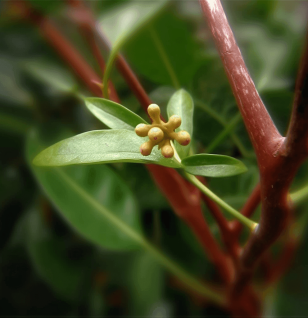 Cinnamomum Parthenoxylon - Interstellar Blends