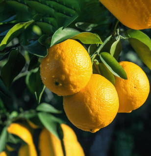 Citrus JUNOS - Interstellar Blends