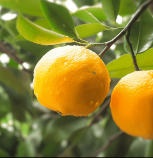 Citrus aurantium (Bitter Orange Extract) – Natural metabolism booster in Interstellar Blends, supporting fat loss and digestion.