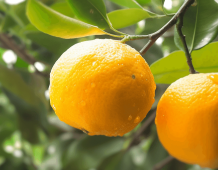Citrus aurantium (Bitter Orange Extract) – Natural metabolism booster in Interstellar Blends, supporting fat loss and digestion.