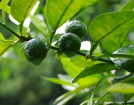 Citrus sudachi - Interstellar Blends