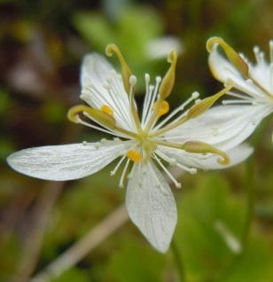 Coptis chinensis - Interstellar Blends