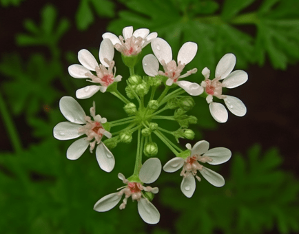 Coriandrum sativum – A close-up of Coriandrum sativum (Cilantro), an herb in Interstellar Blends for detoxification and antioxidant effects.