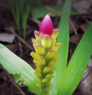 Curcuma Longa - Interstellar Blends