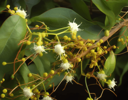 Cuscuta Chinensis - Interstellar Blends