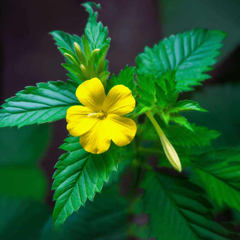 Damiana (Turnera diffusa) – Herbal aphrodisiac in Interstellar Blends, supporting mood enhancement, hormone balance, and stress relief.