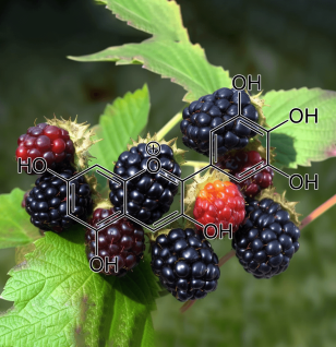 Delphinidin-3-O-β-Glucoside – Antioxidant-rich pigment in Interstellar Blends, reducing oxidative stress and supporting brain function.