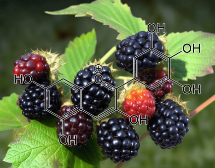 Delphinidin-3-O-β-Glucoside – Antioxidant-rich pigment in Interstellar Blends, reducing oxidative stress and supporting brain function.