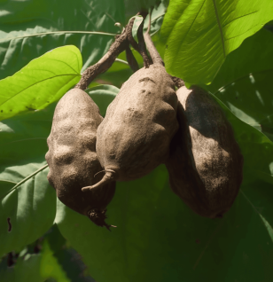 Dioscorea Alata - Interstellar Blends