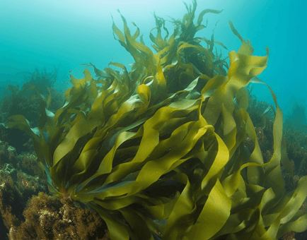 Ecklonia cava (Brown Algae Extract) – Marine polyphenol in Interstellar Blends, supporting cognitive function, circulation, and inflammation reduction.