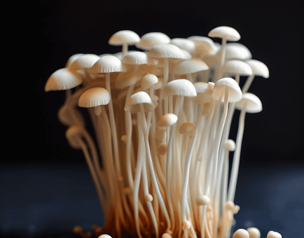 Enokitake - Interstellar Blends