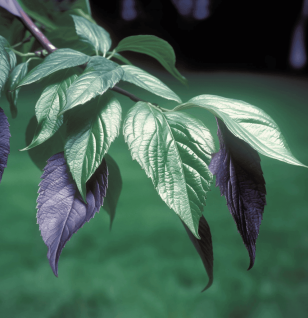 EUCOMMIA - Interstellar Blends