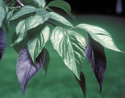 EUCOMMIA - Interstellar Blends