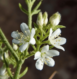 Eriodictyon angustifolium - Interstellar Blends