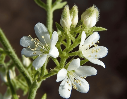 Eriodictyon angustifolium - Interstellar Blends