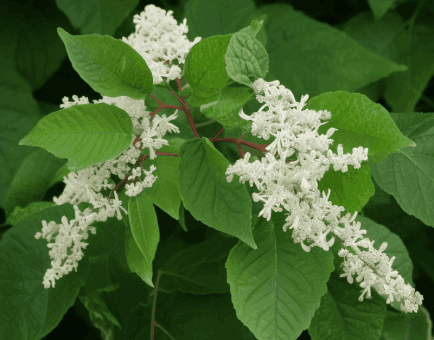 Fallopia multiflora - Interstellar Blends