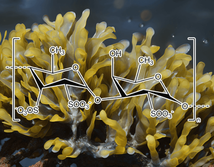 Fucoidan (Seaweed) - Interstellar Blends