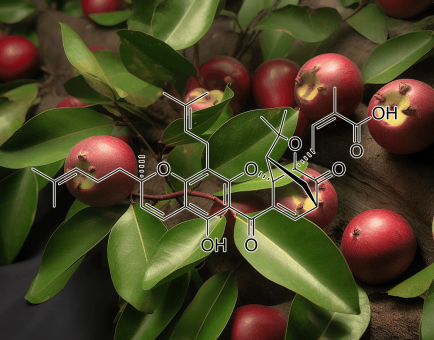 Gambogic acid (Garcinia hanburyi) – A close-up of Garcinia hanburyi, a natural source of Gambogic acid in Interstellar Blends for cellular protection.