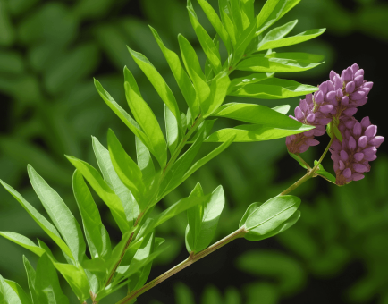 Glycyrrhiza glabra – A striking image of Glycyrrhiza glabra (Licorice root), an herb in Interstellar Blends for digestive and adrenal support.