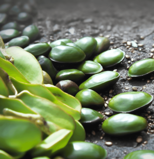 GRIFFONIA-SEED - Interstellar Blends