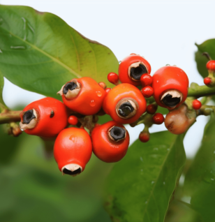 Paullinia cupana (Guarana) – Natural energy booster in Interstellar Blends, supporting focus, metabolism, and endurance.