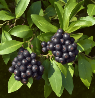 Glossy privet fruit (Ligustrum lucidum) - Interstellar Blends