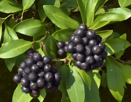 Glossy privet fruit (Ligustrum lucidum) - Interstellar Blends