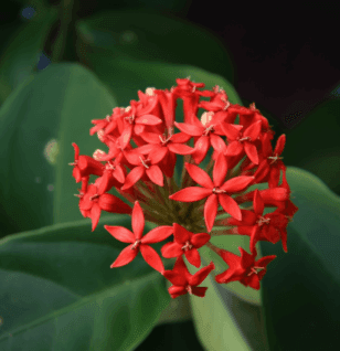 Ixora coccinea (Jungle Geranium) flower and leaf illustration, a vibrant medicinal plant featured in Interstellar Blends' herbal formulas, known for its antimicrobial, anti-inflammatory, and wound-healing properties