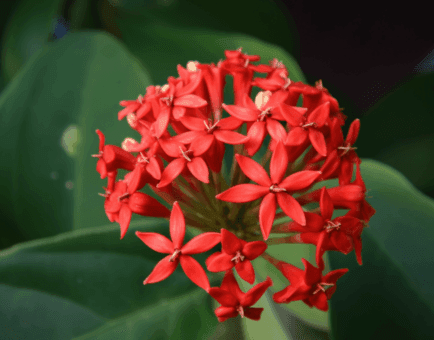 Ixora coccinea (Jungle Geranium) flower and leaf illustration, a vibrant medicinal plant featured in Interstellar Blends' herbal formulas, known for its antimicrobial, anti-inflammatory, and wound-healing properties