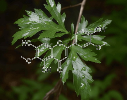 JACEOSIDIN Artemisia Princeps - Interstellar Blends