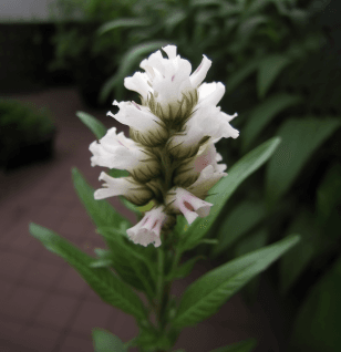 Justicia Beddomei - Interstellar Blends