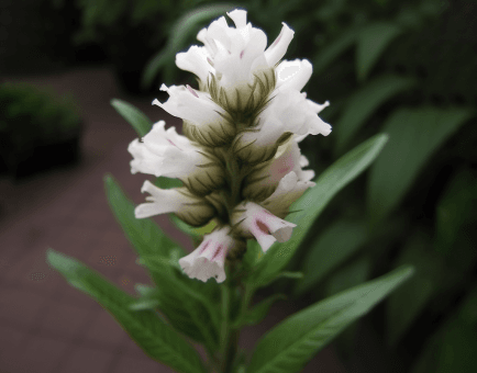 Justicia Beddomei - Interstellar Blends