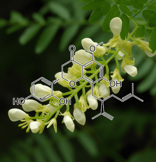 KURARINONE Sophora angustifolia - Interstellar Blends
