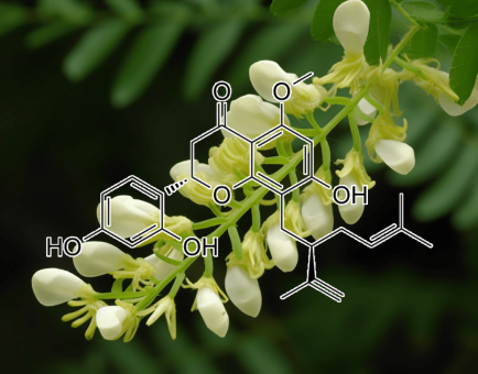 KURARINONE Sophora angustifolia - Interstellar Blends