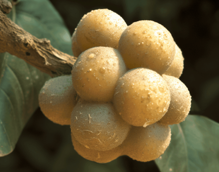 Lansium domesticum - Interstellar Blends