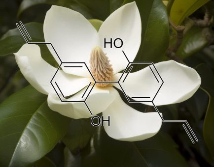 Magnolia officinalis – A high-resolution image of Magnolia bark, a traditional herb in Interstellar Blends for stress relief and neuroprotection.