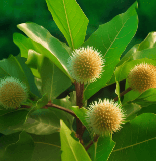 Nauclea Diderrichii - Interstellar Blends