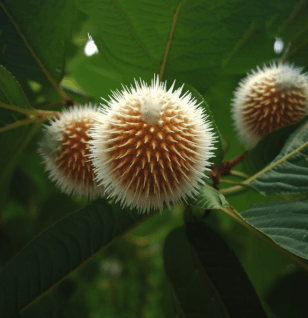 Neolamarckia Cadamba - Interstellar Blends