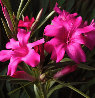 Nerium Oleander - Interstellar Blends