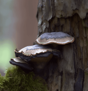 Phellinus linteus – A detailed image of Phellinus linteus, a medicinal mushroom in Interstellar Blends known for its immune-boosting and anti-cancer properties.