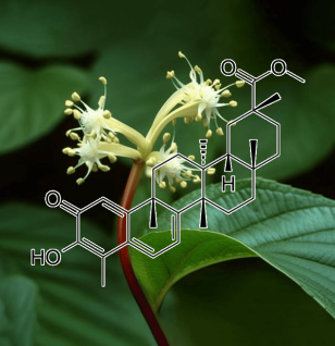 PRISTIMERIN Plant Source - Interstellar Blends